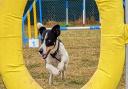 A dog using the current agility field at Ryslip Kennels