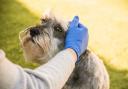 Woman with blue medical gloves caresses a miniature schnauzer gently.