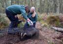 BBOWT staff inoculating a badger as part of the trust's bTB vaccination programme.