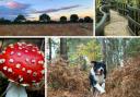 Top five walking trails and woodlands in Bracknell Forest