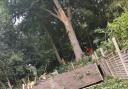 Homeowner's anger as huge oak tree smashes through summer house in back garden