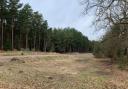 Swinley Forest, accessed off Buttersteep Rise in Ascot. Credit: Planit Consulting