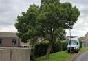 The tree behind 111 Swaledale. A van is parked and clamped at the location of planned new parking spaces