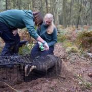 BBOWT staff inoculating a badger as part of the trust's bTB vaccination programme.