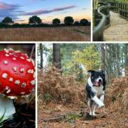 Top five walking trails and woodlands in Bracknell Forest