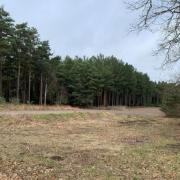 Swinley Forest, accessed off Buttersteep Rise in Ascot. Credit: Planit Consulting