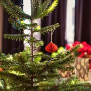Would you buy an artificial Christmas tree to be more sustainable?