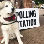 Dogs at polling stations: Can I take my dog with me to vote?