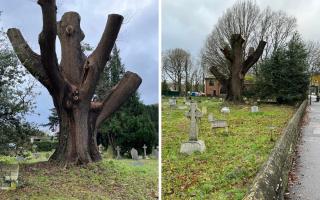 Update on 300-year-old oak tree that was partially felled in Wokingham