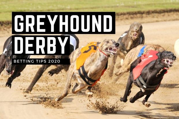 The English Greyhound Derby starts on Friday October 2