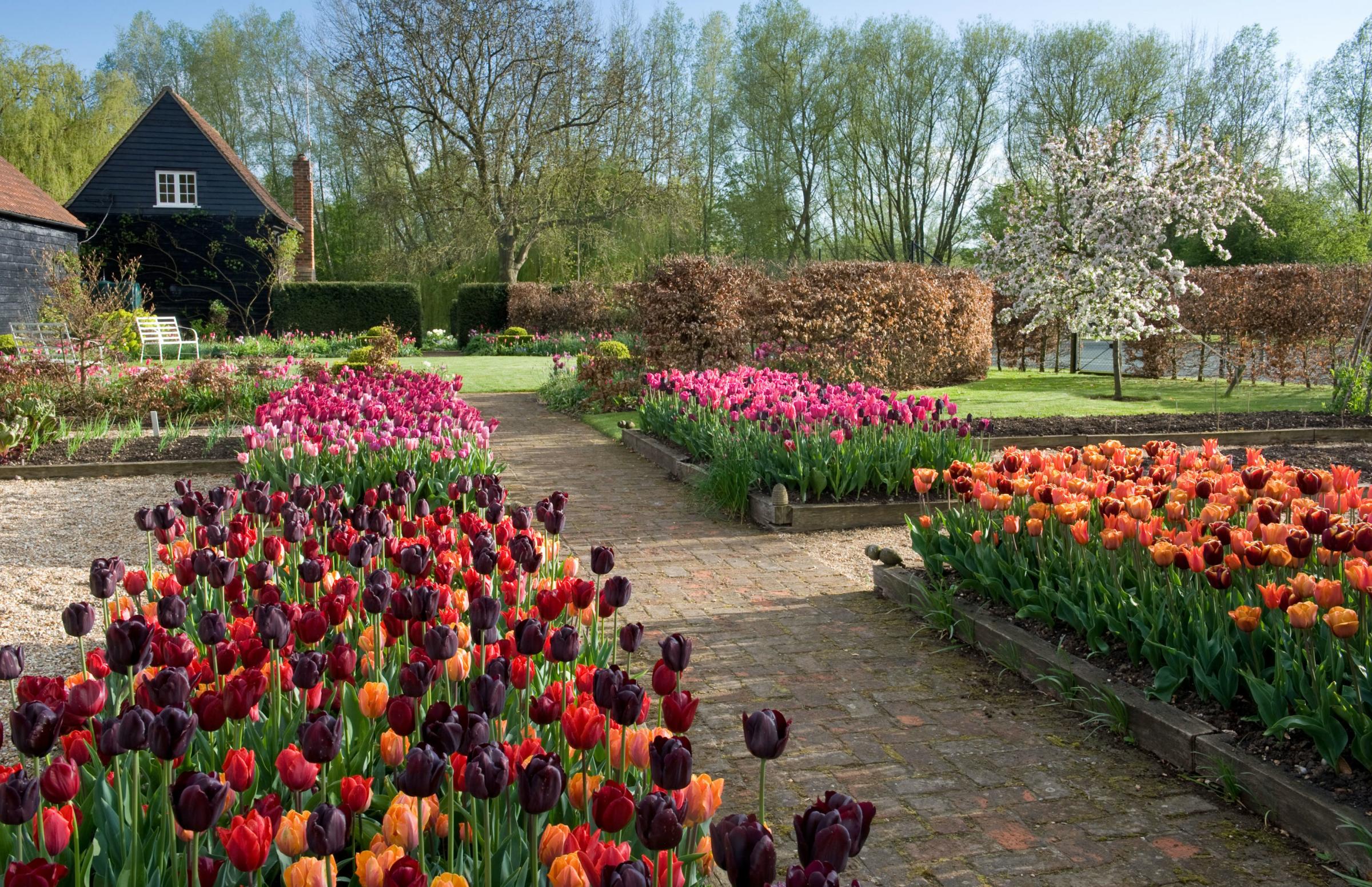 Photo of tulip borders at Ulting Wick, Essex.PIc: Marcus Harpur/PA 