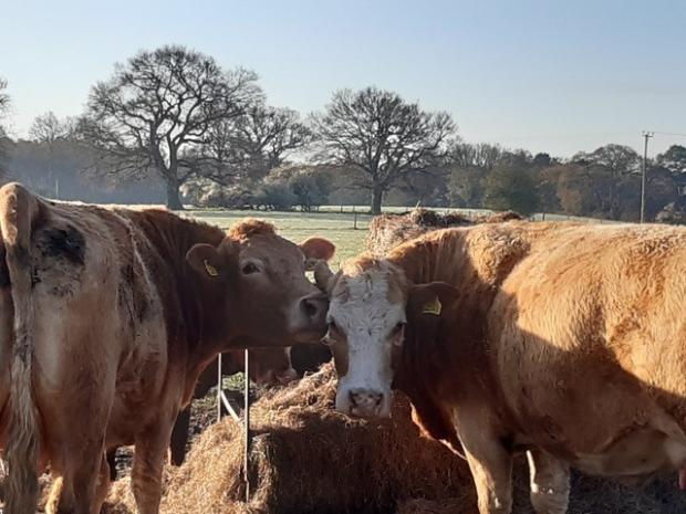 Bracknell News: Andrew Lake has 360-380 cows at High Barn Farm. He will have to relocate or face having to sell or slaughter his cattle. Credit: Andrew Lake