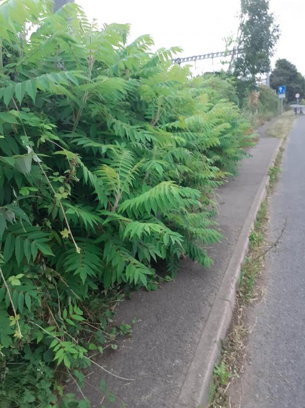 Bracknell News: Overgrown bushes encroaching onto the pedestrian pavement in Waingels Road, Woodley Credit Anne Ronan Hyatt