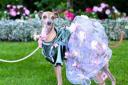 Italian greyhound dresses in style for Royal Ascot