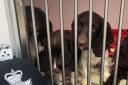 Puppies rescued by Thames Valley Police from a trailer in Crowthorne, near Bracknell