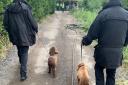 Latest bid to crackdown on stray dogs in Bracknell recognised by RSPCA