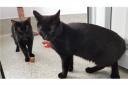 National Black Cat Day: Meet the black cats ready for adoption in Berkshire