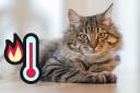 A senior vet at Battersea Dogs and Cats Home has shared 4 ways you can keep your cat cool in the heat