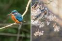 IN PICTURES: Beautiful birds seen in and around Wokingham
