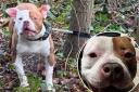 Thousands raised after woman finds abandoned XL Bully tied to a tree
