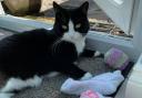 Jess the cat has stolen socks for years