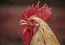 Watchdog shares message on how to reduce bird flu risk this winter