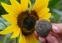 Want to attract wildlife to your garden? Homemade seed bombs could be the answer