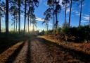 Picture of the week: Crowthorne Woods at sunset