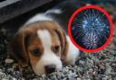 The 5 best radio stations to calm your dog this Bonfire Night according to music experts (Canva)