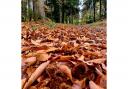 Picture of the week: Autumnal forest paths