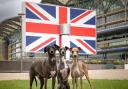 Local photographer captures beauty of Ascot and Windsor pups in fundraising project