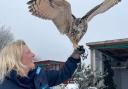 I visited Feathers and Furs new falconry centre...and it was awe-inspiring