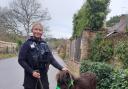 Adorable pony found by officers on Nine Mile Ride, Crowthorne