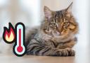 A senior vet at Battersea Dogs and Cats Home has shared 4 ways you can keep your cat cool in the heat