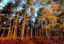 Claire Moore took this image of Swinley Forest in Bracknell