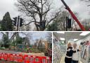 Residents react as 300 year old oak tree is cut down in Wokingham