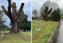 Update on 300-year-old oak tree that was partially felled in Wokingham