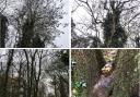Some of the trees that could be felled at Whitegrove Copse