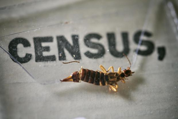 Bracknell News: An insect, which died at some point in the last 100 years, being removed from the pages of the 1921 Census at the Office for National Statistics (ONS) near Southampton. Photo via PA.