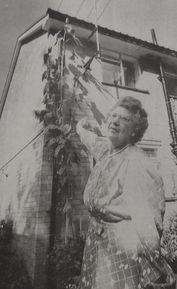 Bracknell News: Joan Seaton and her very tall sunflower
