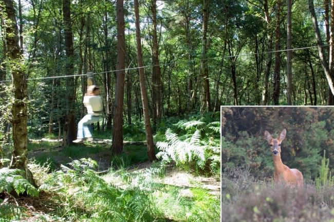 Go Ape high wire forest adventure course, Swinley Forest, Bracknell and a Spotted by red deer at Caesars Camp.