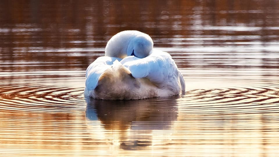 Swanning along (Paul Wright)