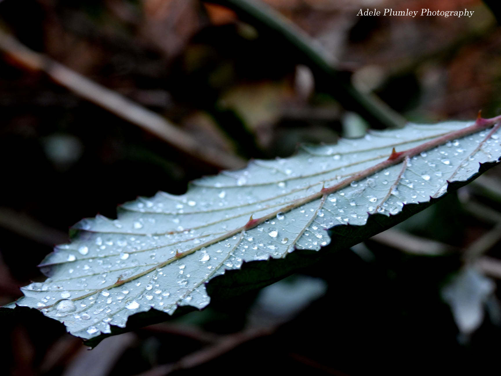 One of many wet leaves in the county (Adele Plumley)