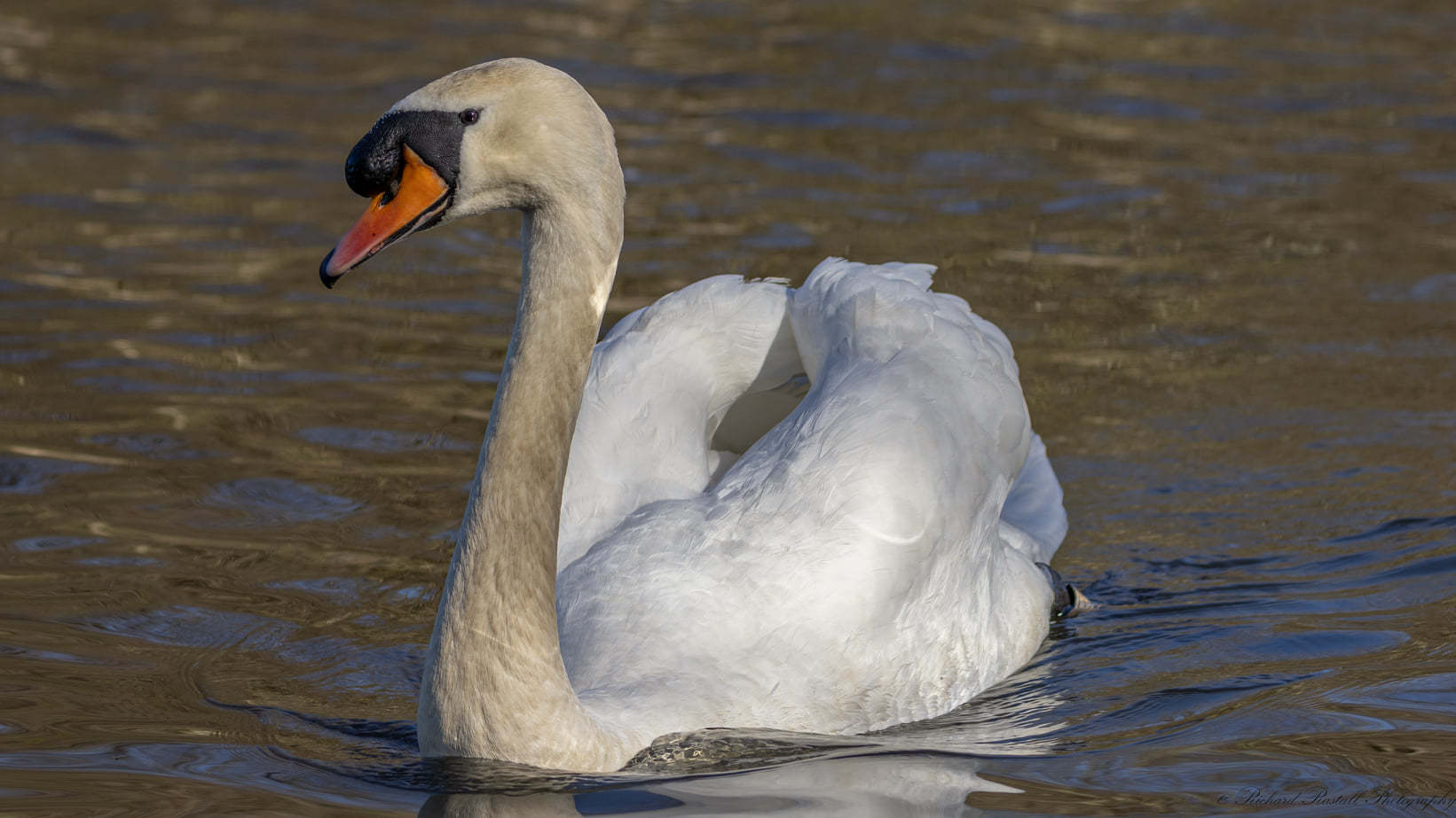 No luck catching them swans then (Richard Rastall)