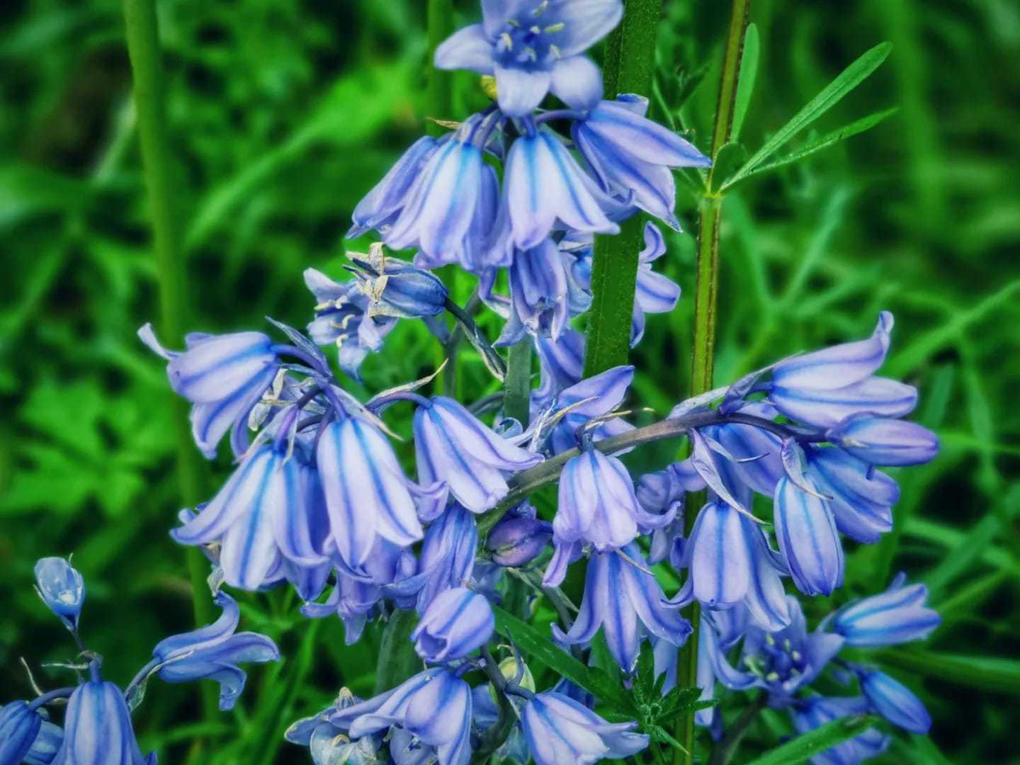 Blue in Berkshire (Mary Fylnn)