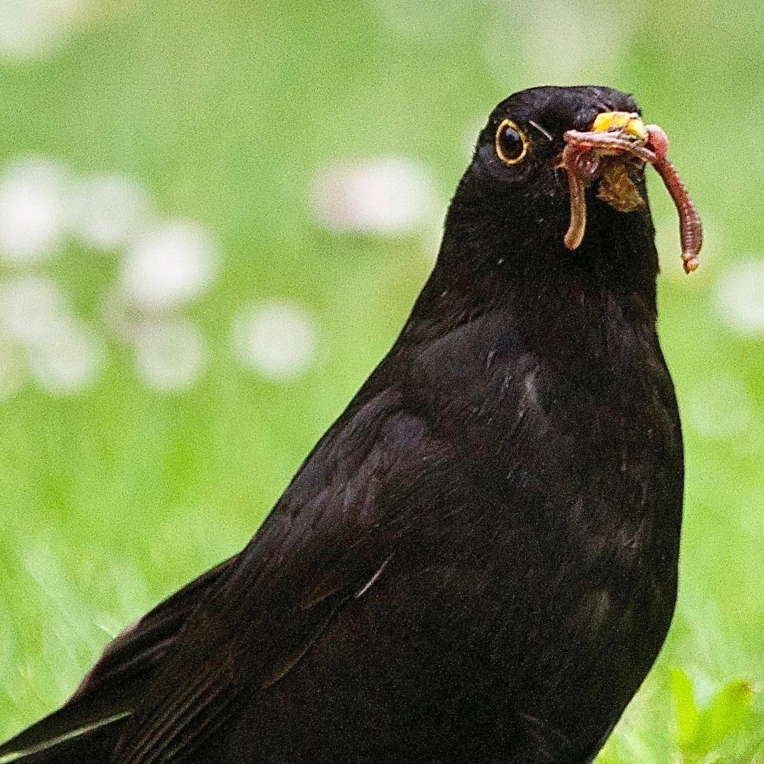 Have I got food around my mouth? (Paul Wright)