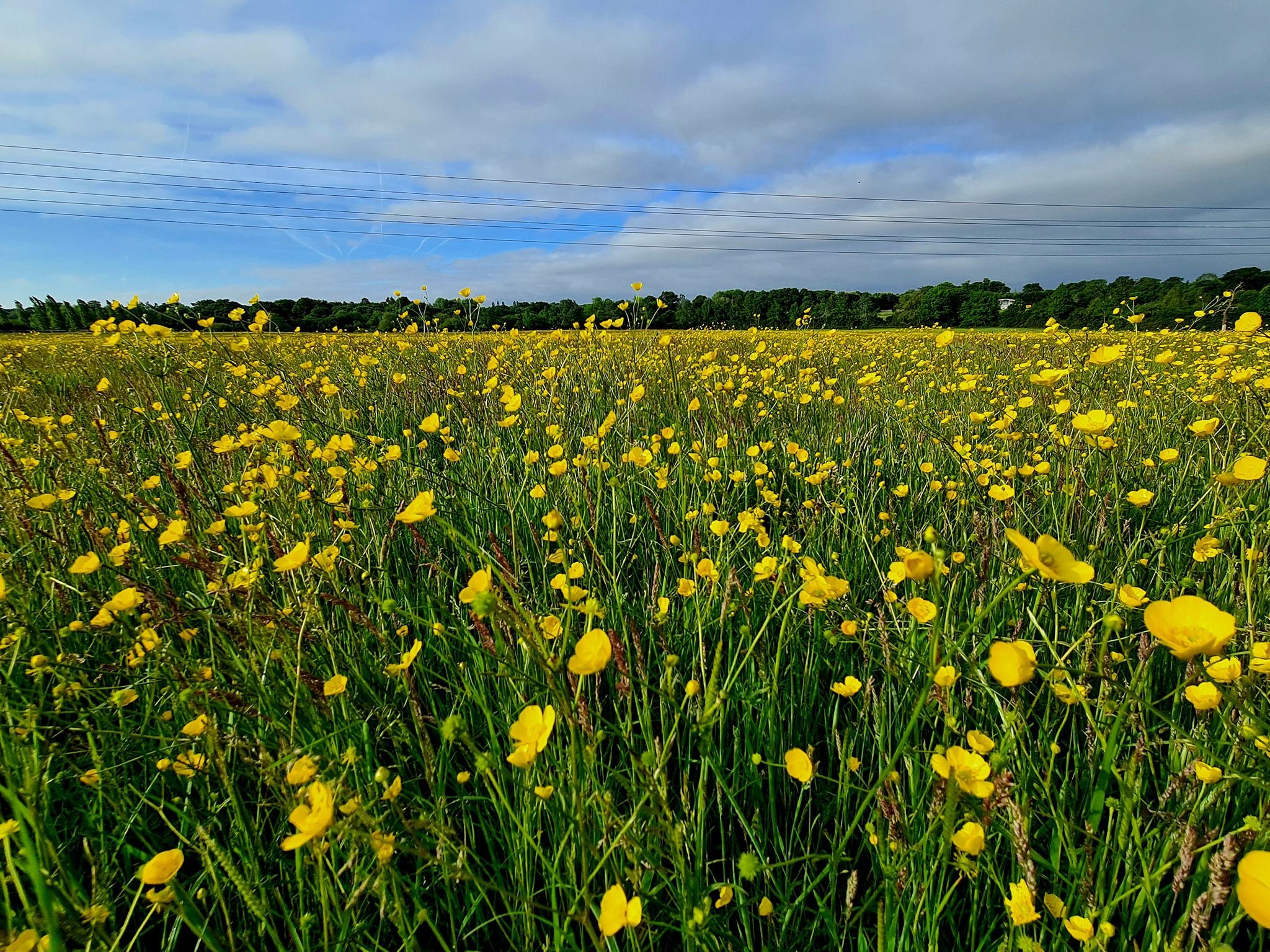 Buttercups, buttercups and more buttercups (Claire Moore)