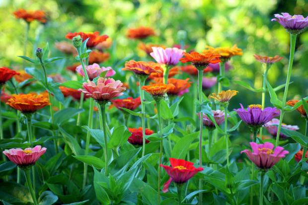 5 tips that can help you keep your garden hydrated amid hosepipe ban and drought (Canva)