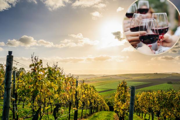 Majestic is looking for a 'vintern' to taste wine abroad - How to apply (Canva)