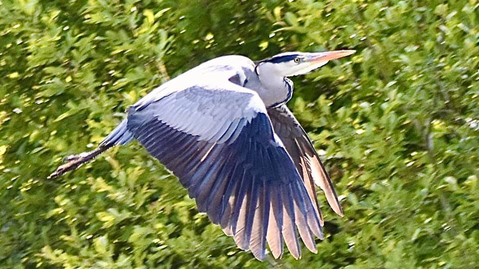 Harry the heron was spotted (Paul Wright)